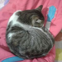 YgazakiMeronBL (@blmeron) 's Twitter Profile
