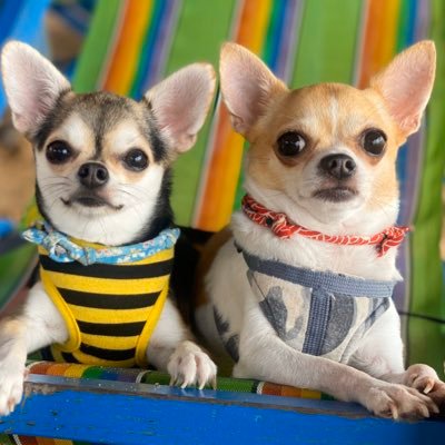 チワワのワサビちゃんとサーモンちゃん Wasabichan110 Twitter チワワのワサビちゃんとサーモンちゃん Wasabichan110 Twitter