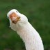 Goose (@gd_goose) Twitter profile photo Goose (@gd_goose) Twitter profile photo