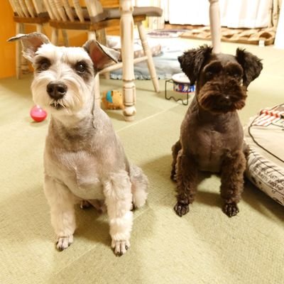 hazhaz1215's profile picture. 犬バカですU^ｪ^U
妹ボーダーコリーらん(2014.3.30🎂♀)
息子Mシュナれのん(2016.2.11🎂♂)
娘Mシュナジル(2018.5.6🎂♀)

Instagramやってます(ran_ran330)👍
17ライブで生配信も始めました🔰
アカウント→lennon_jill
(最近お休みしがち)