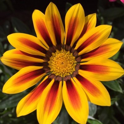 Changinglenses's profile picture. Just trying to make it through another day. 
She/her