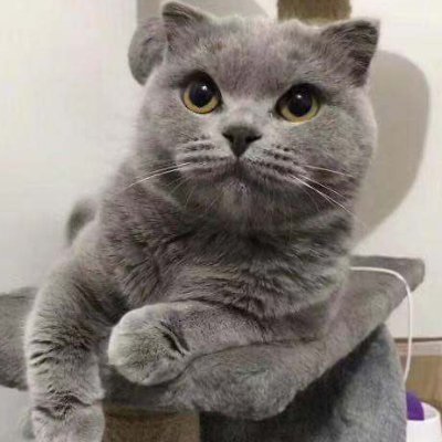 BruceDDx20's profile picture. gym dog,btc,eth,⚙️