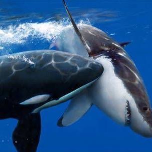 giver1989's profile picture. ぐだってます。