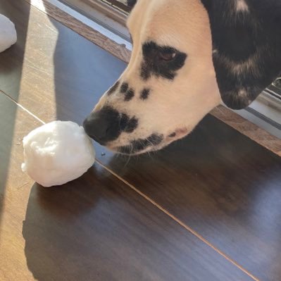 umWdah6tIK3Gfhu's profile picture. プログラミングを学んで2ヶ月→ひょんなことから知り合いに営業をかけたらwebリニューアルの案件獲得→只今、右往左往しながらweb制作中😂母ちゃんプログラマーを目指し、只今勉強継続中！ 効率良く、子供達と遊びつつもプログラミングの勉強ができるか考える毎日です。。