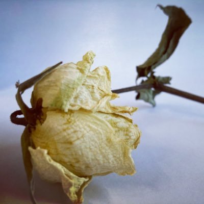 Sandwich_sw's profile picture. 🧸