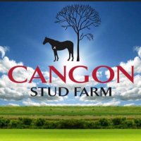 Cangon Stud Farm (@cangonstud) 's Twitter Profile