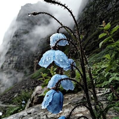 GoudMhari's profile picture. 