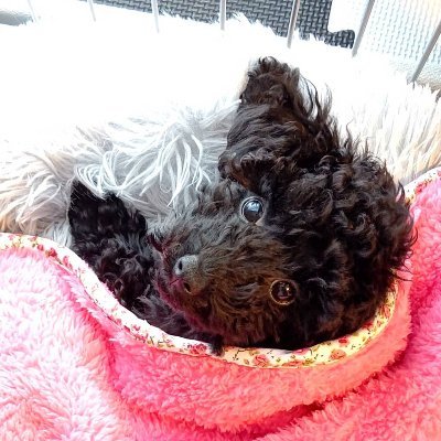 arisa1117's profile picture. 好物は轟音系オバンギャヘッドバンカーついに四十路突入しましたorz
本命はSIAM SHADE！結婚してもライブ参戦を許してくれるバンドマンの旦那様に感謝(*´▽｀*)ライブを生き甲斐に生涯年齢不詳を目指します(ΦωΦ)/
不妊治療で選択肢が体外のみになってしまい諦めた挫折組。旦那と愛犬と気ままに過ごしてます(´∀`)