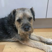 Bruce CBE🐾(@DebraScutts) 's Twitter Profile Photo