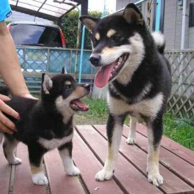 鮫神荘 黒柴子犬 デカミちゃんの赤ちゃんたち チビミーズ それぞれ撮影してみました まだ目が開いたばかり T Co Tt7gmukmlb