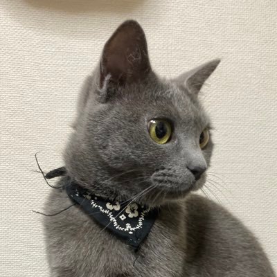 syakecat Profile Picture