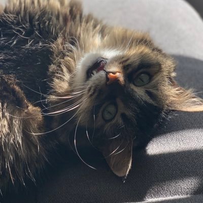 floyd057's profile picture. Just another cool cat