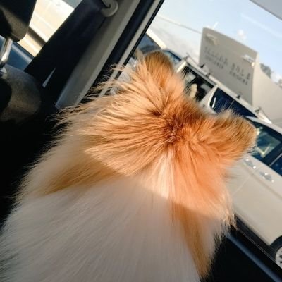 犬の名前はコハク Miyu Marinjelly Twitter 犬の名前はコハク Miyu Marinjelly Twitter