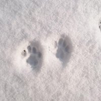 ぴたた (@pmzzzzcygpybggl) 's Twitter Profile