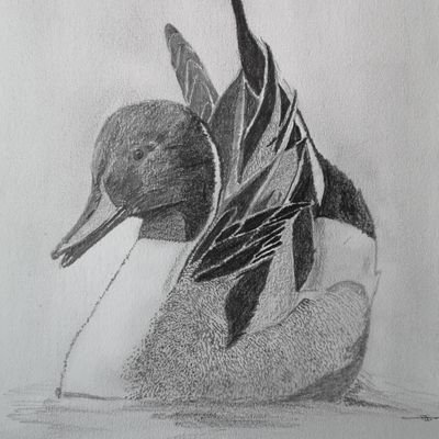 douglas81005650's profile picture. 