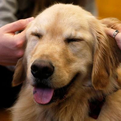 MrTherapyDog Profile Picture