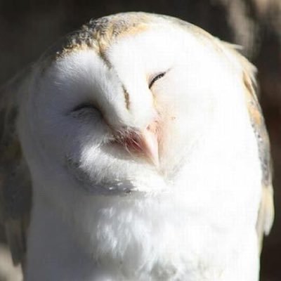 gdekakurniawan's profile picture. 