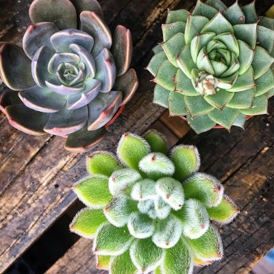 Neighborhood plant shop based in Atlanta, GA specializing in quality, greenhouse-grown succulents, cactus, house plants, and air plants. Come give us a visit!