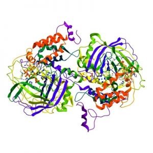 Bringing Proteoforms to Life