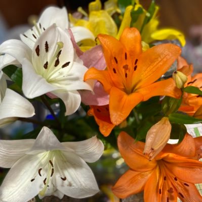 PahlPairody's profile picture. raising a pair of imitators who aren’t always funny.