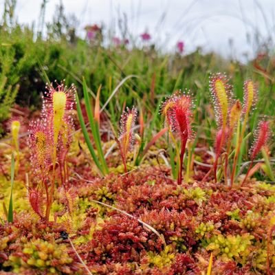 Wetland ecologist. Views my own.

https://t.co/v9Rv0oazlT