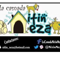 Nitin México (@nitinneza) 's Twitter Profile