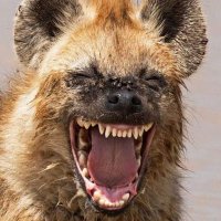 Gerson Band... (@gersonsbrandao) 's Twitter Profile