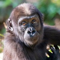 Moke (@mokegorilla) 's Twitter Profile Photo Moke (@mokegorilla) 's Twitter Profile Photo