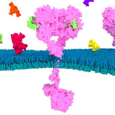 Lemmon and Ferguson Labs @CancerYale @YaleMed @YaleCancer. #Cancer researchers interested in receptor tyrosine kinase structure and signaling.