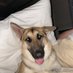 Elsa the GSD (@elsa_gsd) Twitter profile photo Elsa the GSD (@elsa_gsd) Twitter profile photo