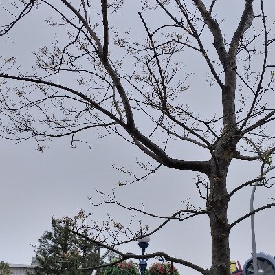 InHanJa's profile picture. Just a shy person.  ┬┴┬┴|_・)