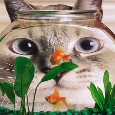 ちっちきちいかさんのプロフィール画像