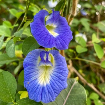 Subhashchandr07's profile picture. 