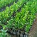 Majalengka Best Agriculture (@bestagriculture) Twitter profile photo Majalengka Best Agriculture (@bestagriculture) Twitter profile photo