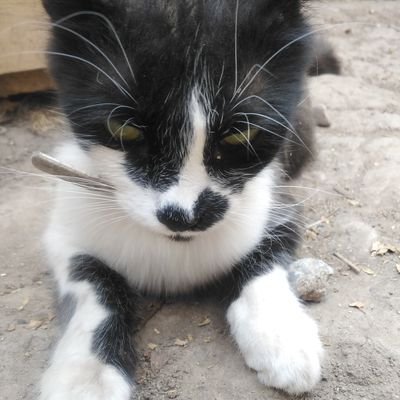Sad_Pipo's profile picture. Tanganana supremacy