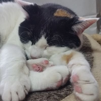 🐱ねこ🐱🪐 (@4funmaedaze) 's Twitter Profile Photo 🐱ねこ🐱🪐 (@4funmaedaze) 's Twitter Profile Photo