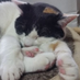 🐱ねこ🐱🪐 (@4funmaedaze) Twitter profile photo 🐱ねこ🐱🪐 (@4funmaedaze) Twitter profile photo