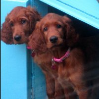 Jane Grant(@hugx4pets) 's Twitter Profile Photo