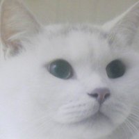 みそらのきのねこ🍉 (@misoranokinone) 's Twitter Profile Photo みそらのきのねこ🍉 (@misoranokinone) 's Twitter Profile Photo