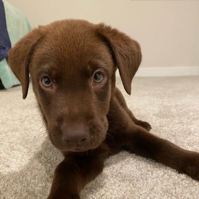 clarityG Profile
