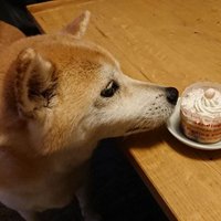 しばさくら🌛 (@sumire_sak) 's Twitter Profile
