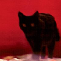 Jivecat (@jivecat1) 's Twitter Profile