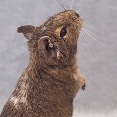デグーアカウント。2020年7月生まれ♀/飼い主は動物と音楽が好きです。無言フォローとか気にしませんのでお気軽に。♡&RT喜びます♪画像の無断使用お断り。Instagramは毎日更新中!(←…だった。)