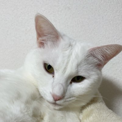 おしゃべりな白ネコ على تويتر いっしょに寝ないの 猫好きさんと繋がりたい 猫動画 猫のいる生活 猫のいる幸せ Cat 猫写真 猫寝顔 白猫 ねこ