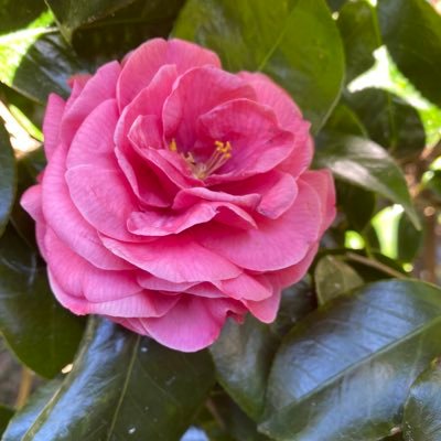 公立薬学部志望 現偏差値63 英語と水泳を愛する 勉強頑張りたい人繋がりましょう 目標偏差値は70 #勉強垢と繋がりたい #高校2年生