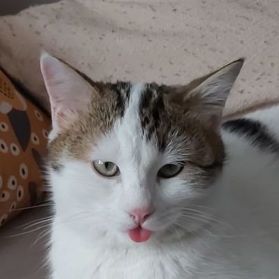 AhmetAnilCelebi's profile picture. Marmara Üniversitesi - GSF