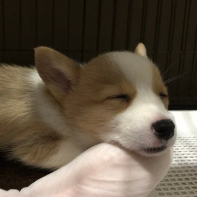 コーギー犬ちくわです A Twitter 周り食い