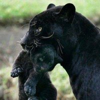 The Black Panther 🇮🇹🖤🇮🇹(@Brivido_Nero) 's Twitter Profile Photo