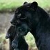 The Black Panther 🇮🇹🖤🇮🇹 (@brivido_nero) Twitter profile photo The Black Panther 🇮🇹🖤🇮🇹 (@brivido_nero) Twitter profile photo