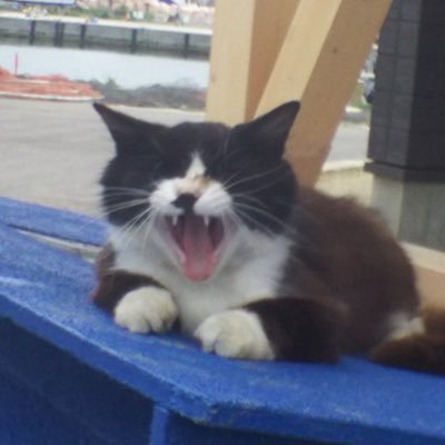 ひつぢさんのプロフィール画像